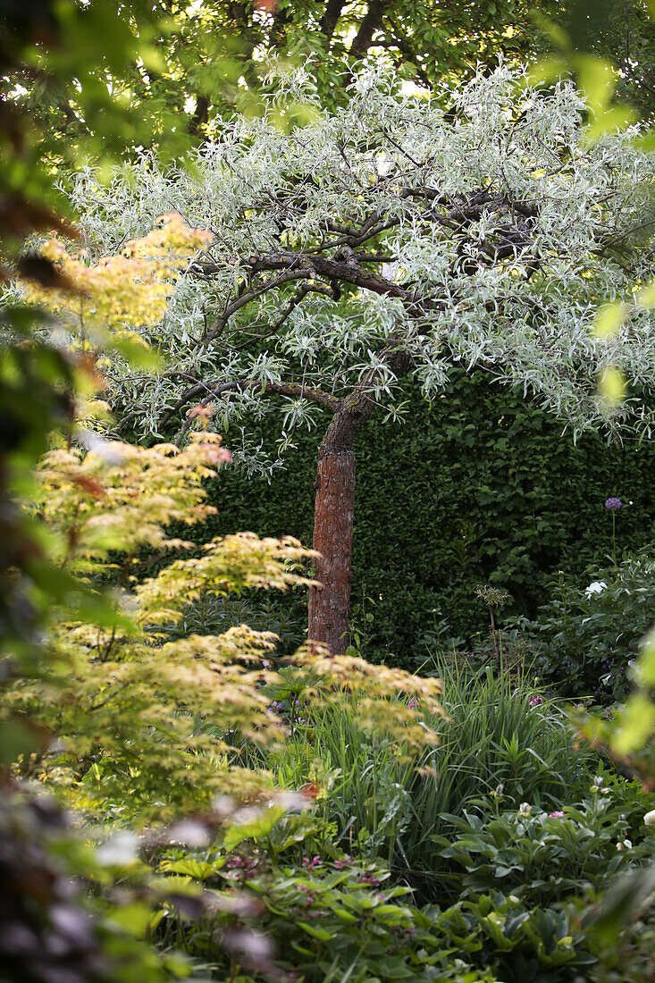 Eingewachsener Garten mit verschiedenen Stauden und einer Weidenbirne vor grüner Hecke