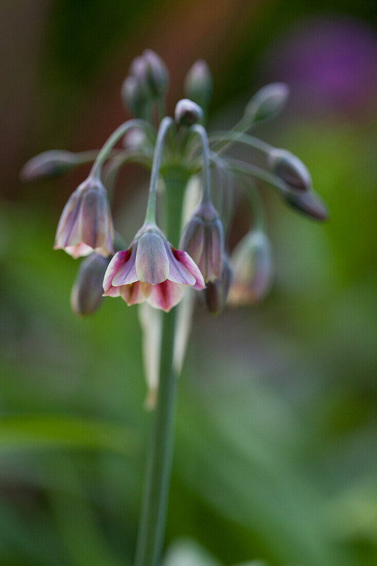 Opening Allium bulgaricum florets and closed buds on stalk