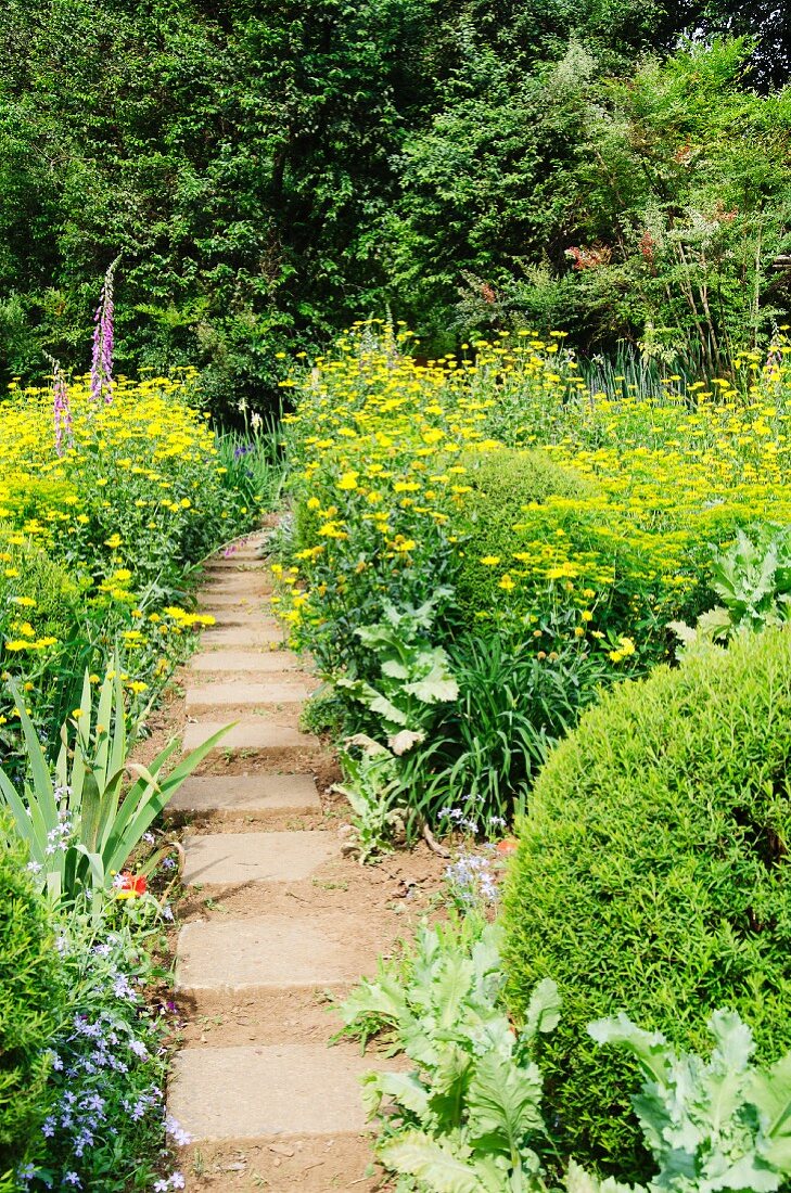 Garden path leading between borders of yellow summer flowers