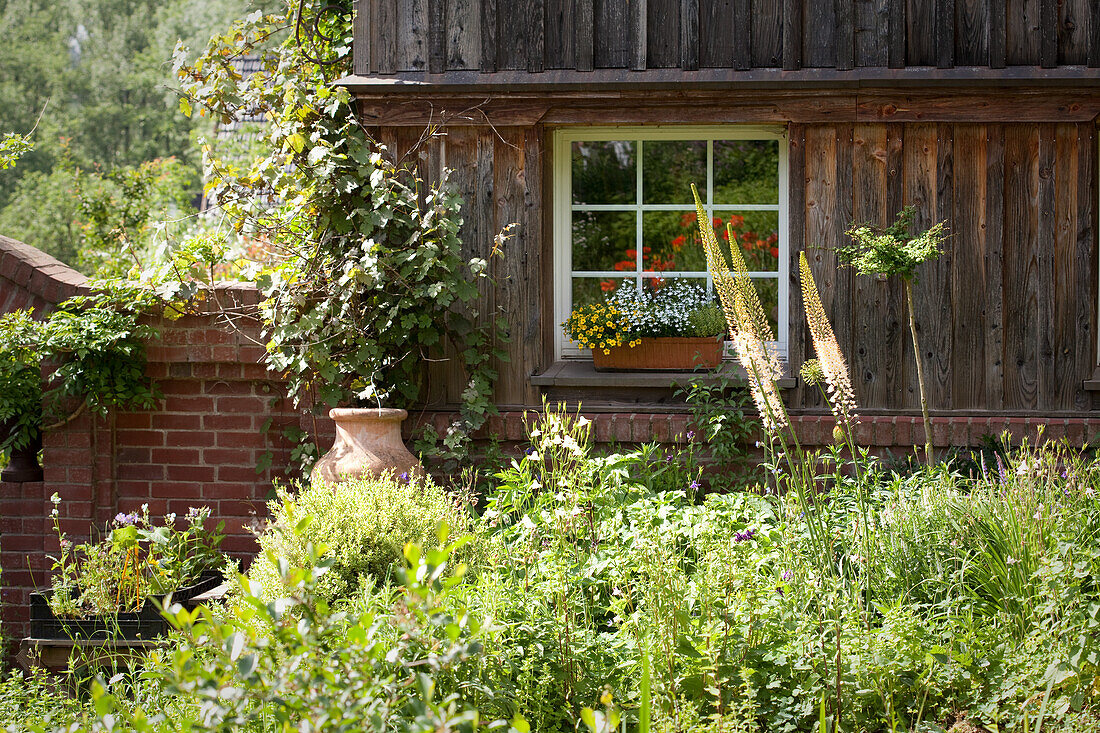 Sunny bushes in front of old wooden house