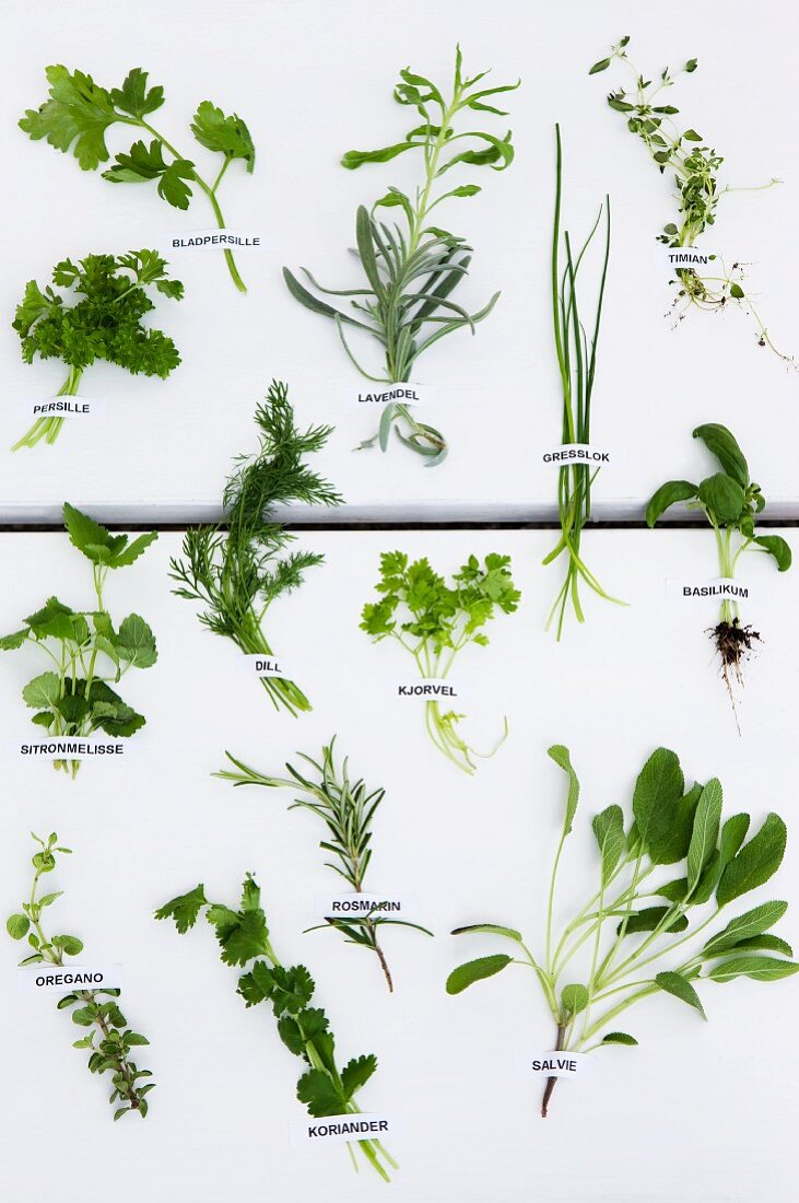 A display of fresh herbs