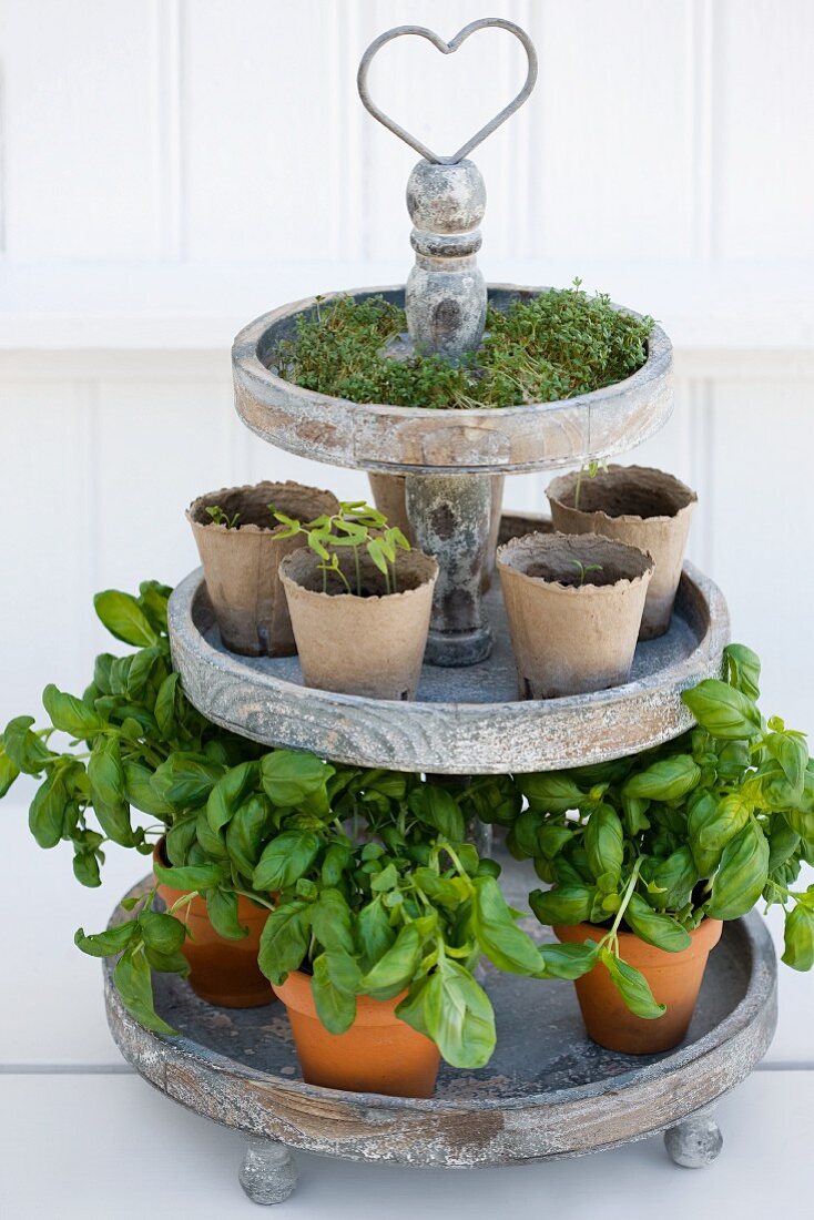 Kitchen herbs on a wooden plant stand