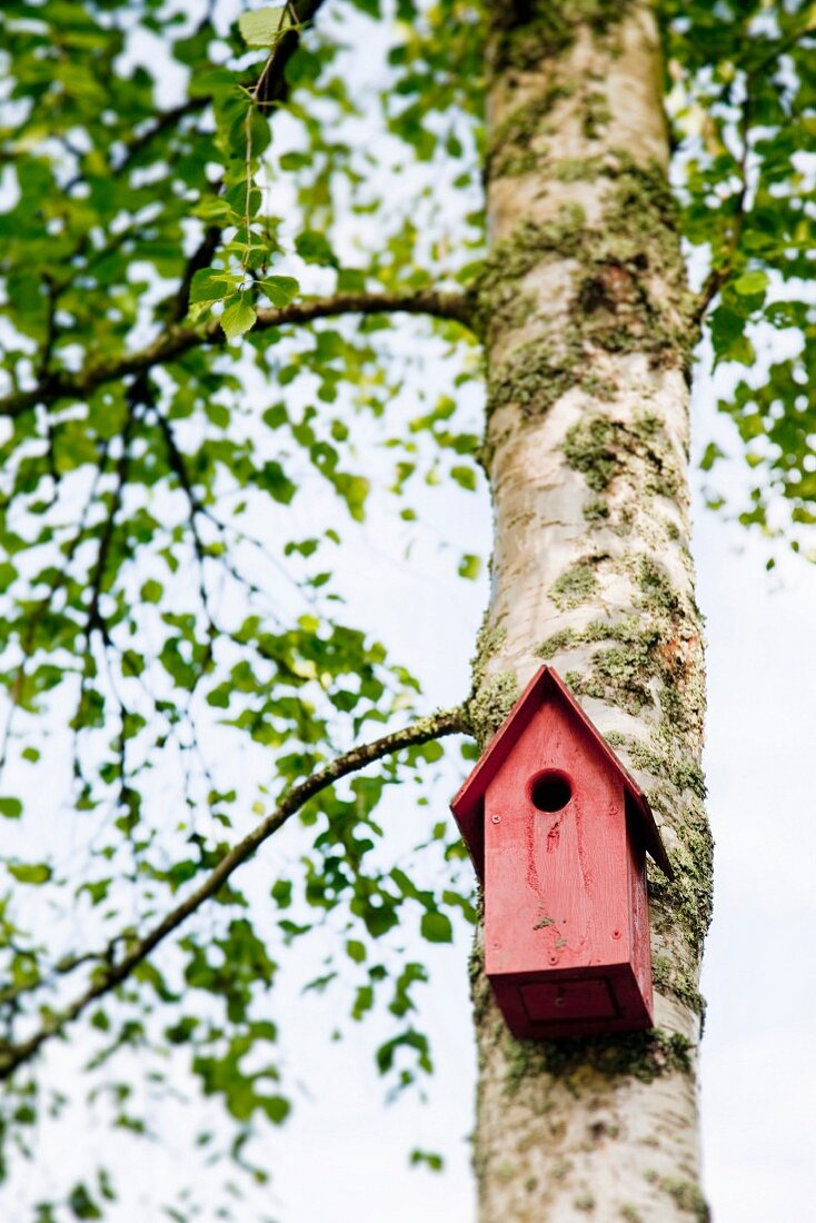 Red nesting box on birch trunk