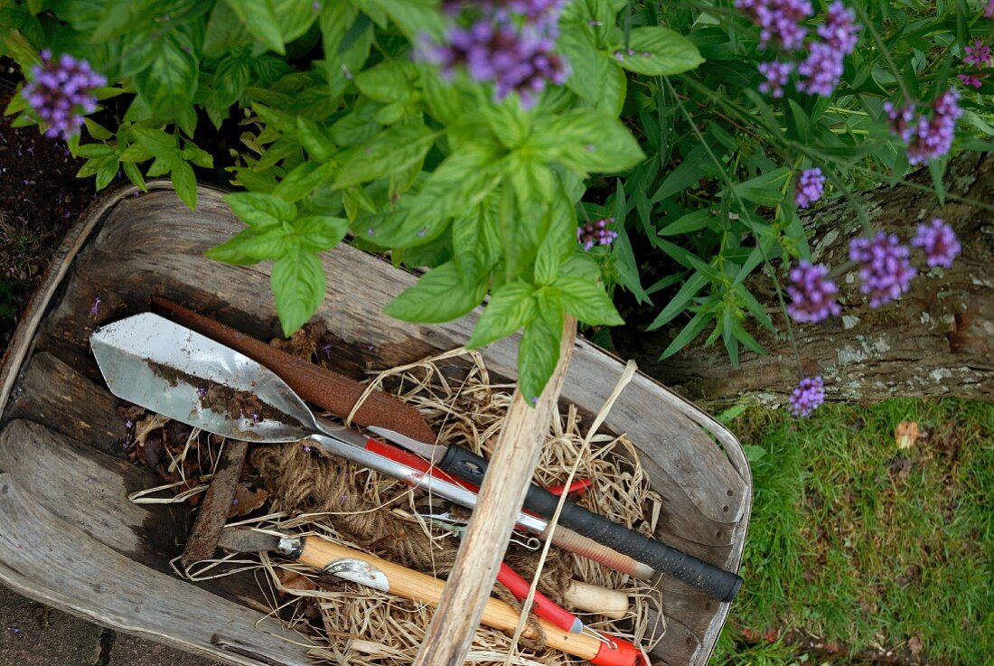Gardening tools in wooden trug next to bed of herbs