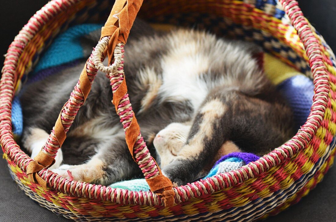 A grey tortoiseshell cat asleep in a striped straw African basket