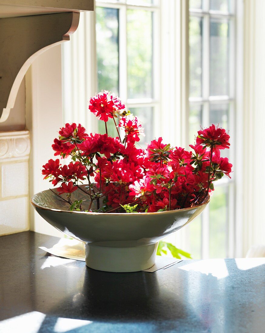 Red azailias in bowl by glass doors