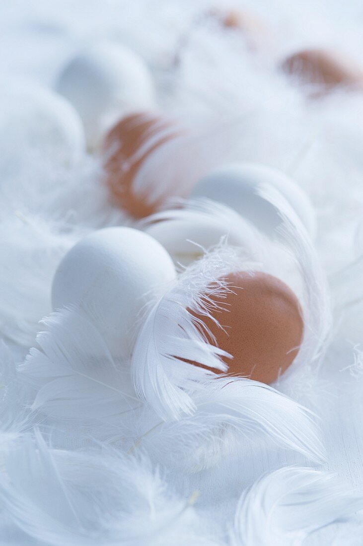 White and brown eggs with feathers