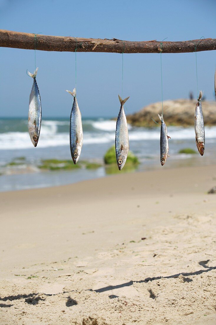 Fische an Ast aufgehängt am Strand