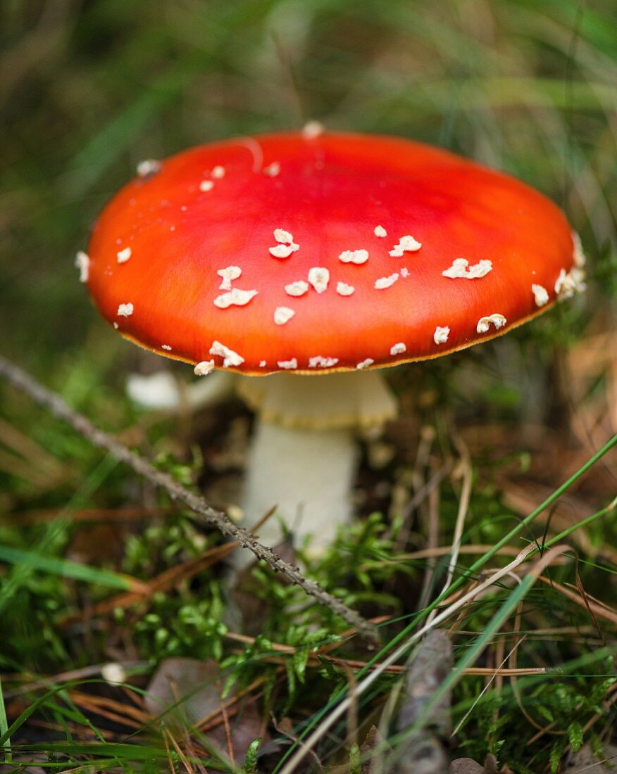 A toadstool in the forest (close-up)