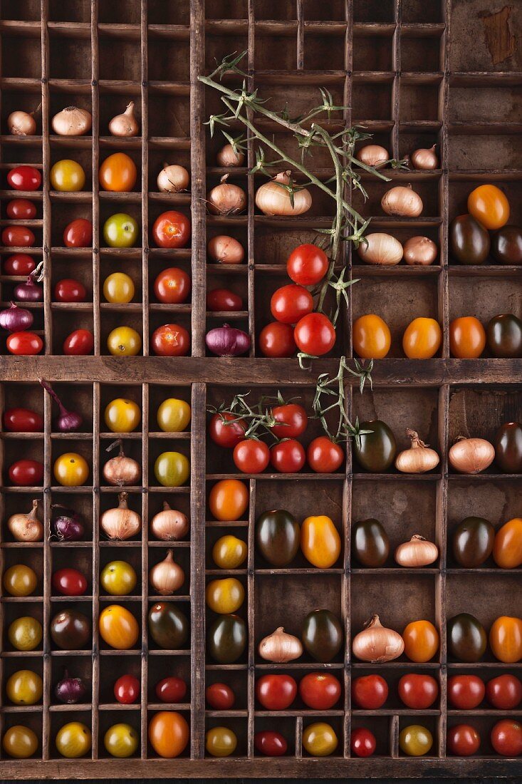 Assorted tomatoes and onions in a seed box