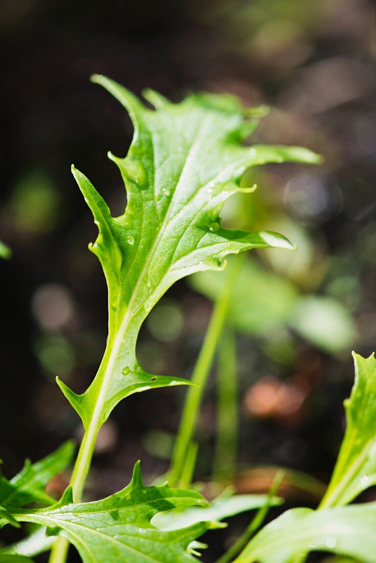 Mizuna (Brassica rapa nipposinica) wächst im Garten