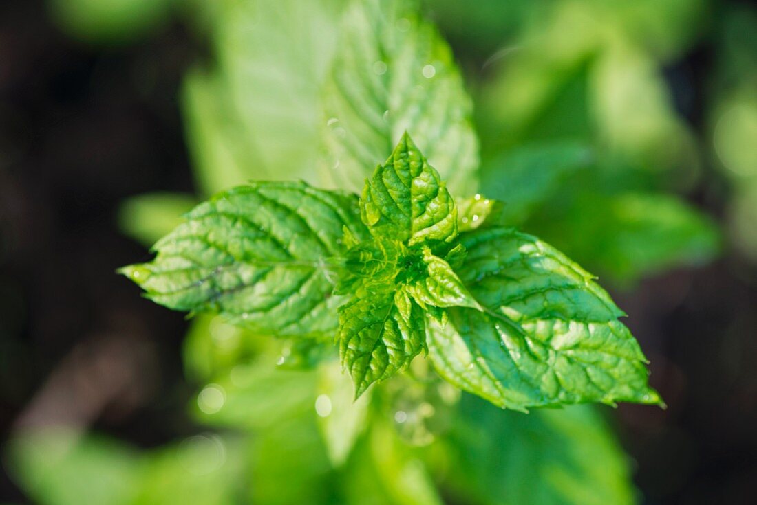 Mint (Mentha) growing in garden