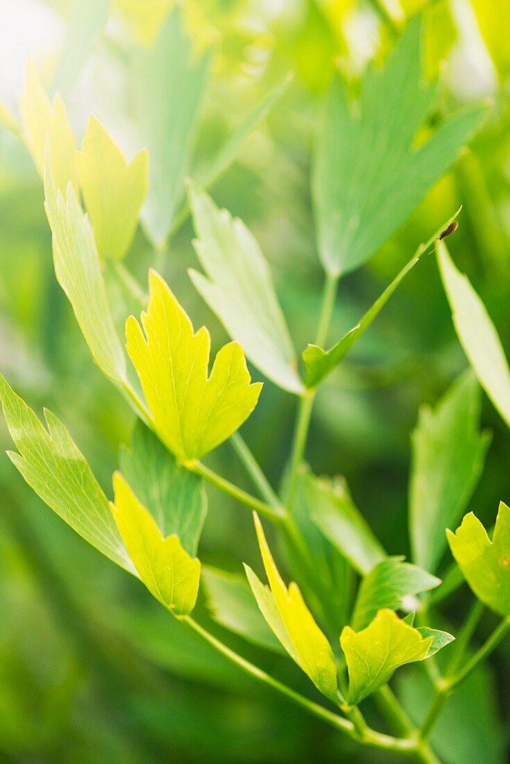 Lovage (Levisticum officinale) growing in garden