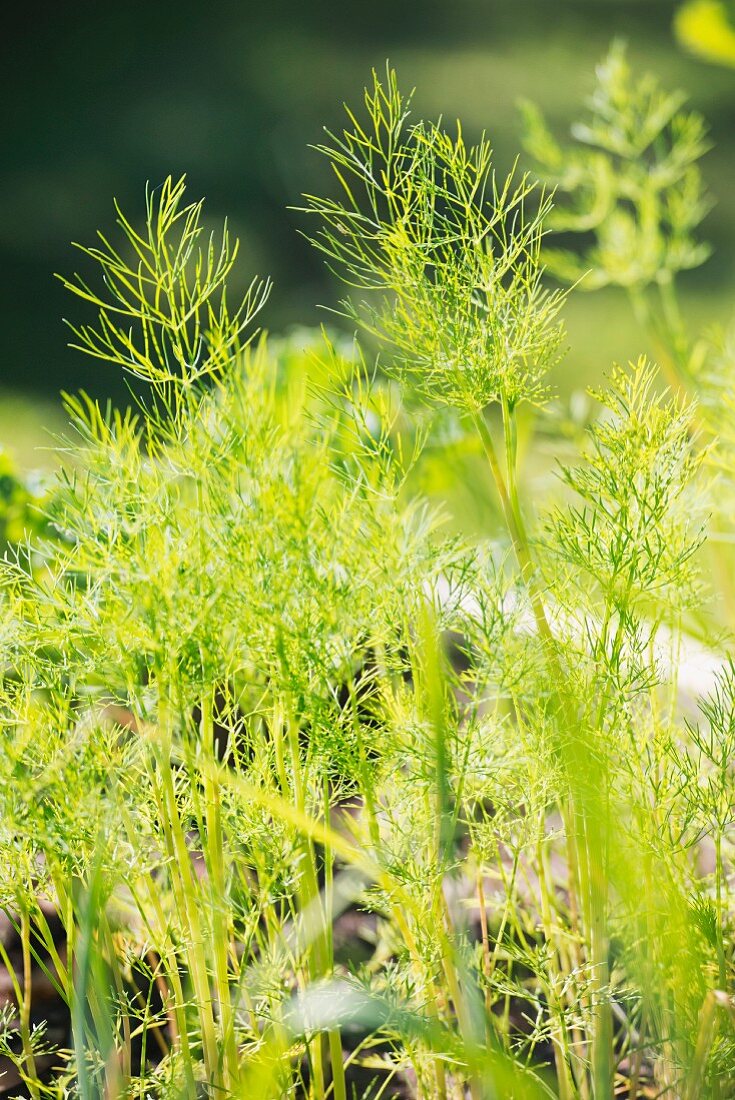 Closeup of organic grown dill (Anethum graveolens) growing in garden