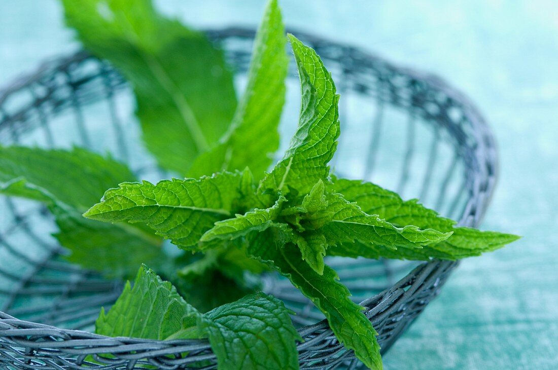 Peppermint (Mentha piperita) in a small wire basket