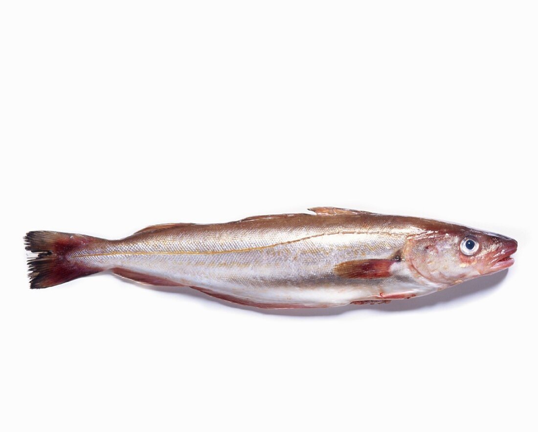 A whiting