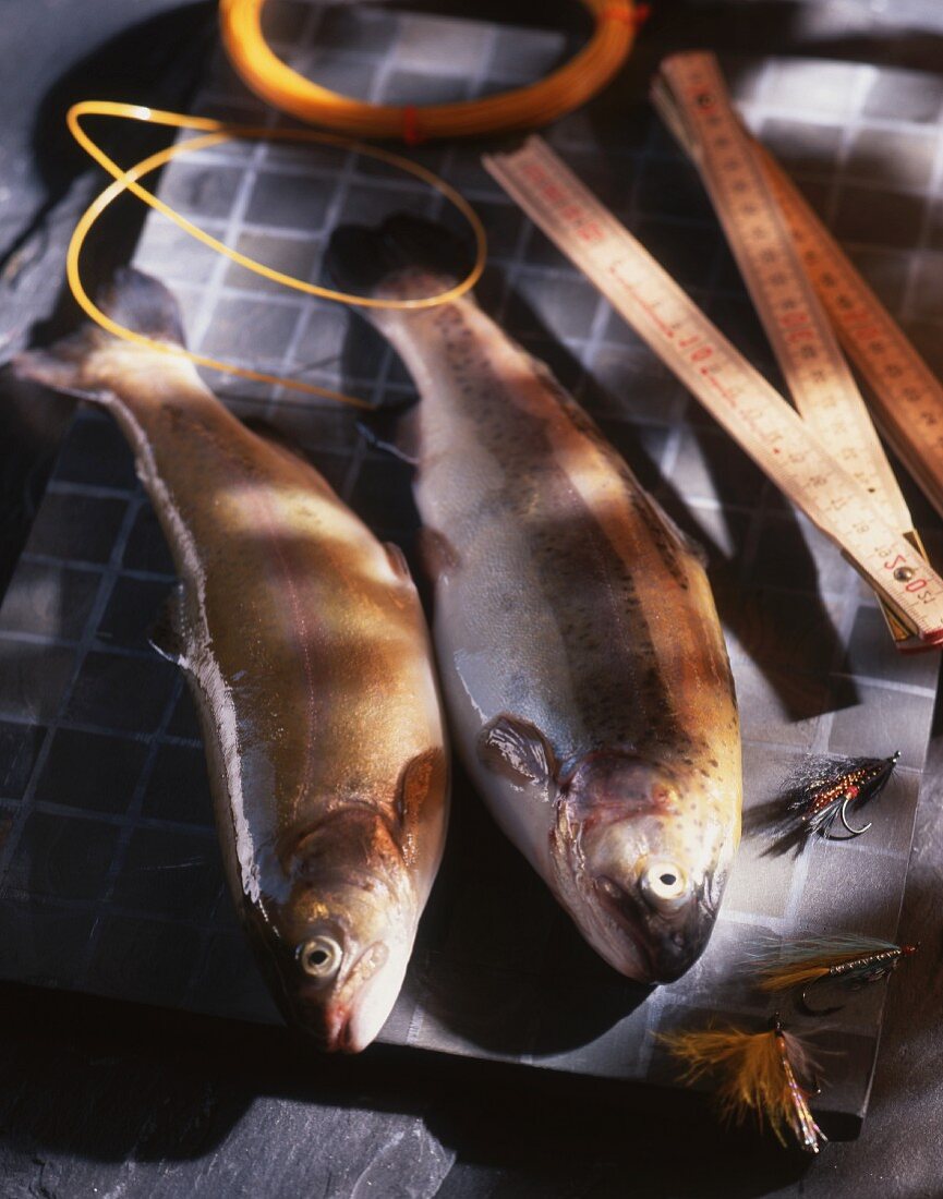 Fresh fish with fishing equipment and a measuring stick