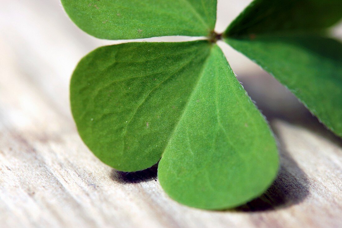 Wood sorrel leaf (Oxalis acetosella)