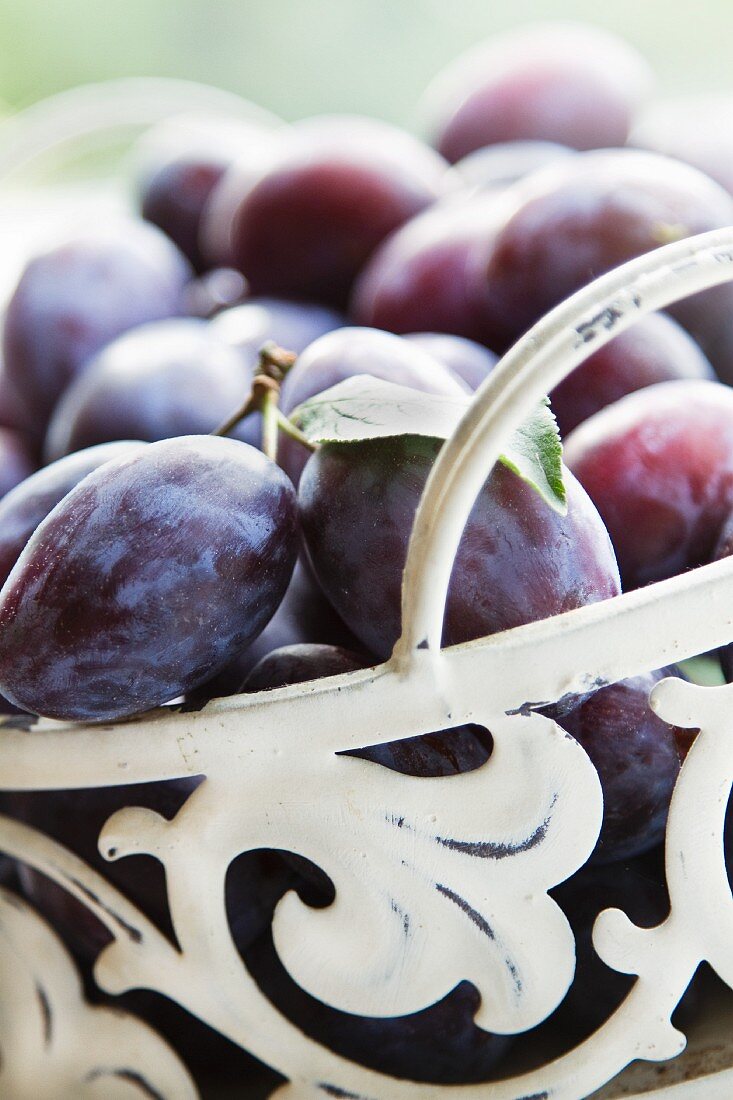 A metal basket of freshly harvested plums