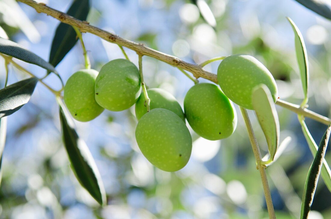 Grüne Oliven am Baum