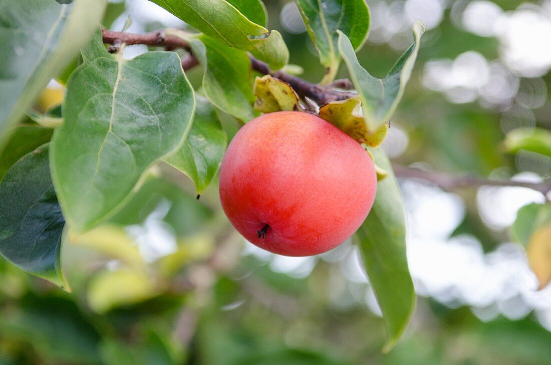 Reife Sharonfrucht am Baum