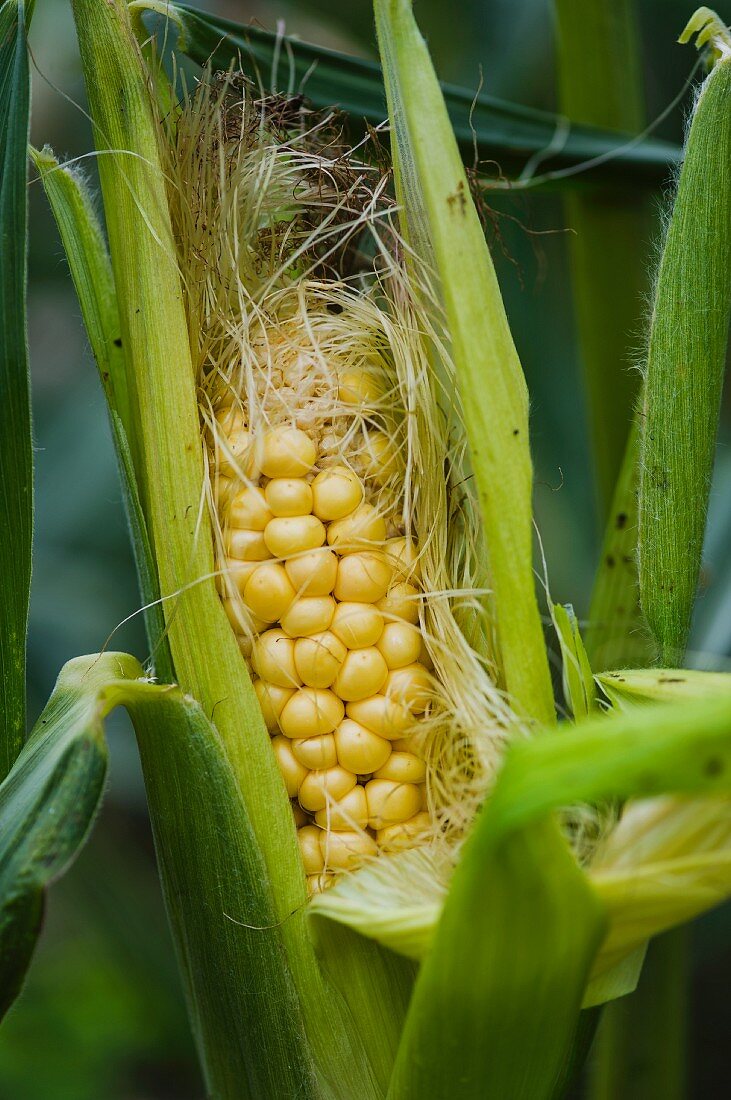 Cob of corn on the plant (close-up)