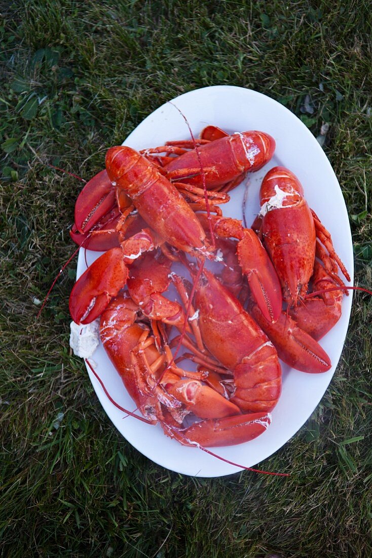 A Platter of Cooked Lobster