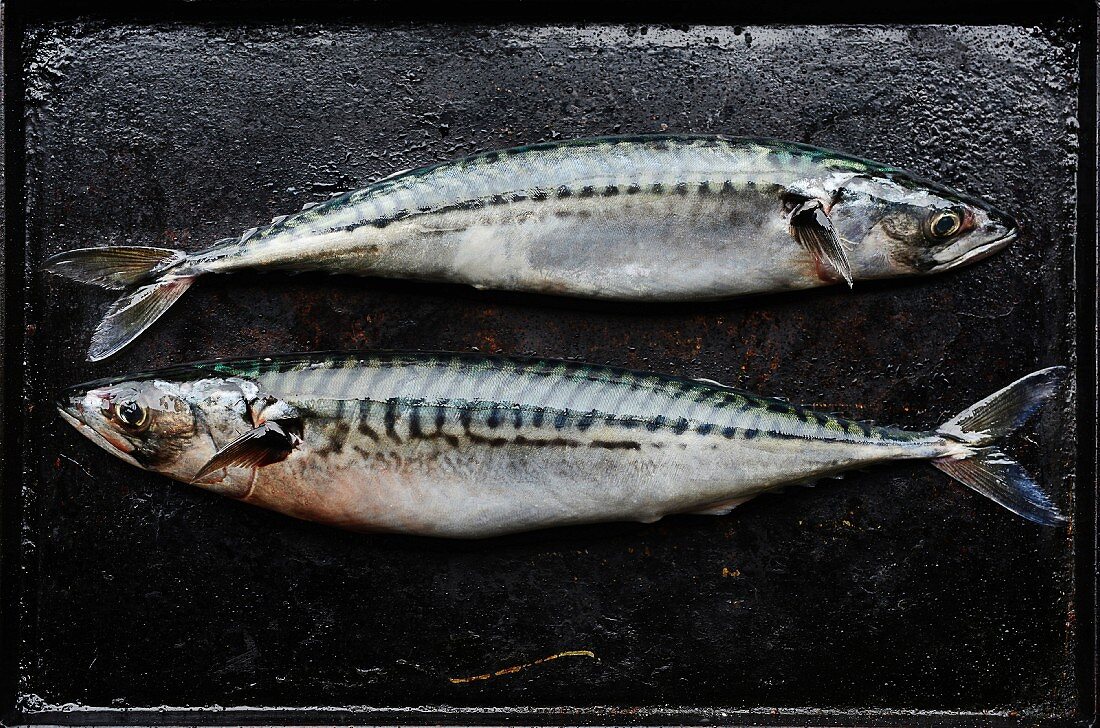 Mackerel