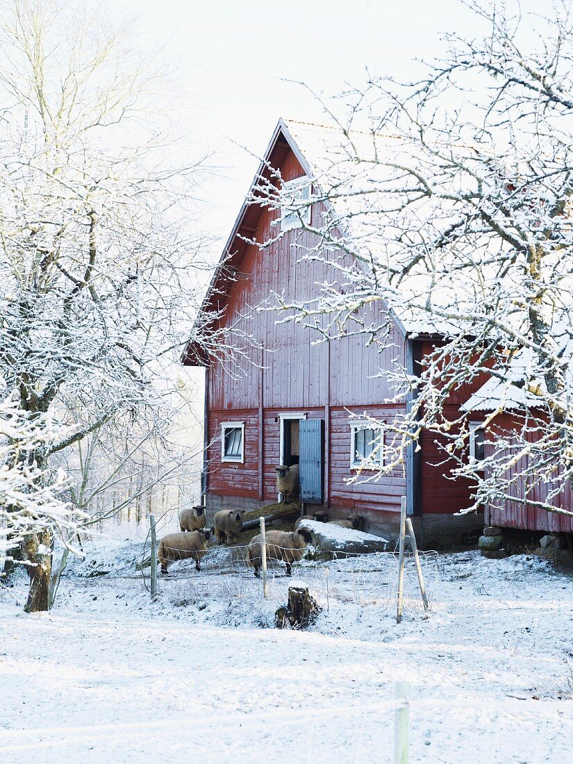 Verschneites, schwedisches Bauernhaus mit Schafstall