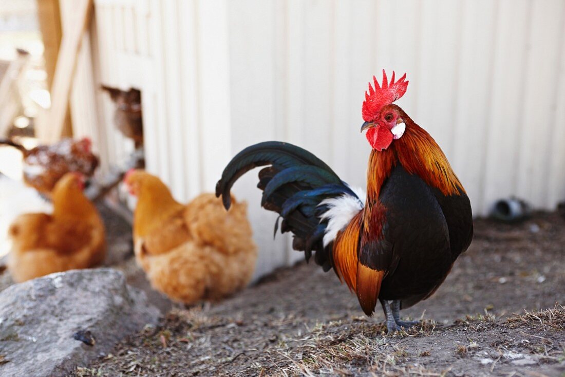 Rooster with hens