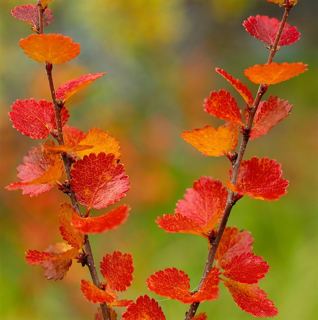 Autumn coloured birch leaves, close-up.