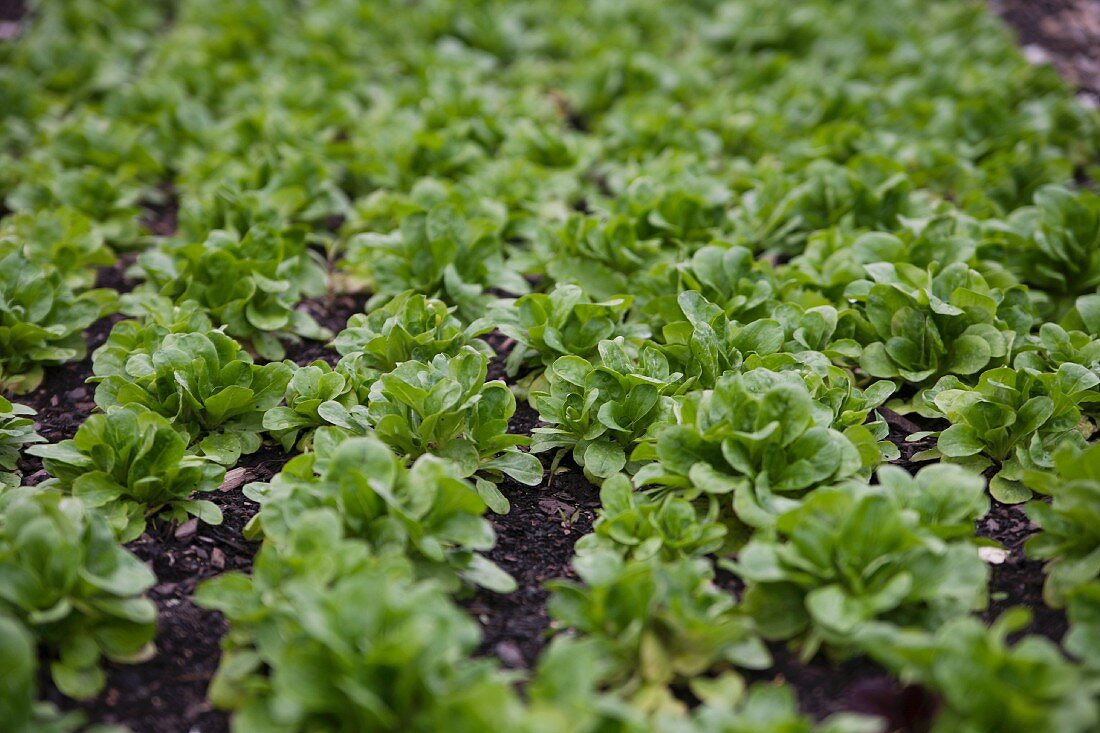 A field of lamb's lettuce plants