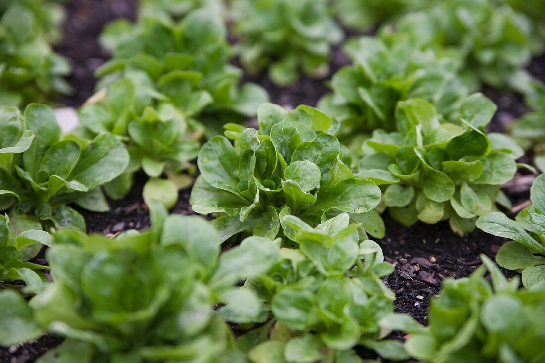 Green lamb's lettuce