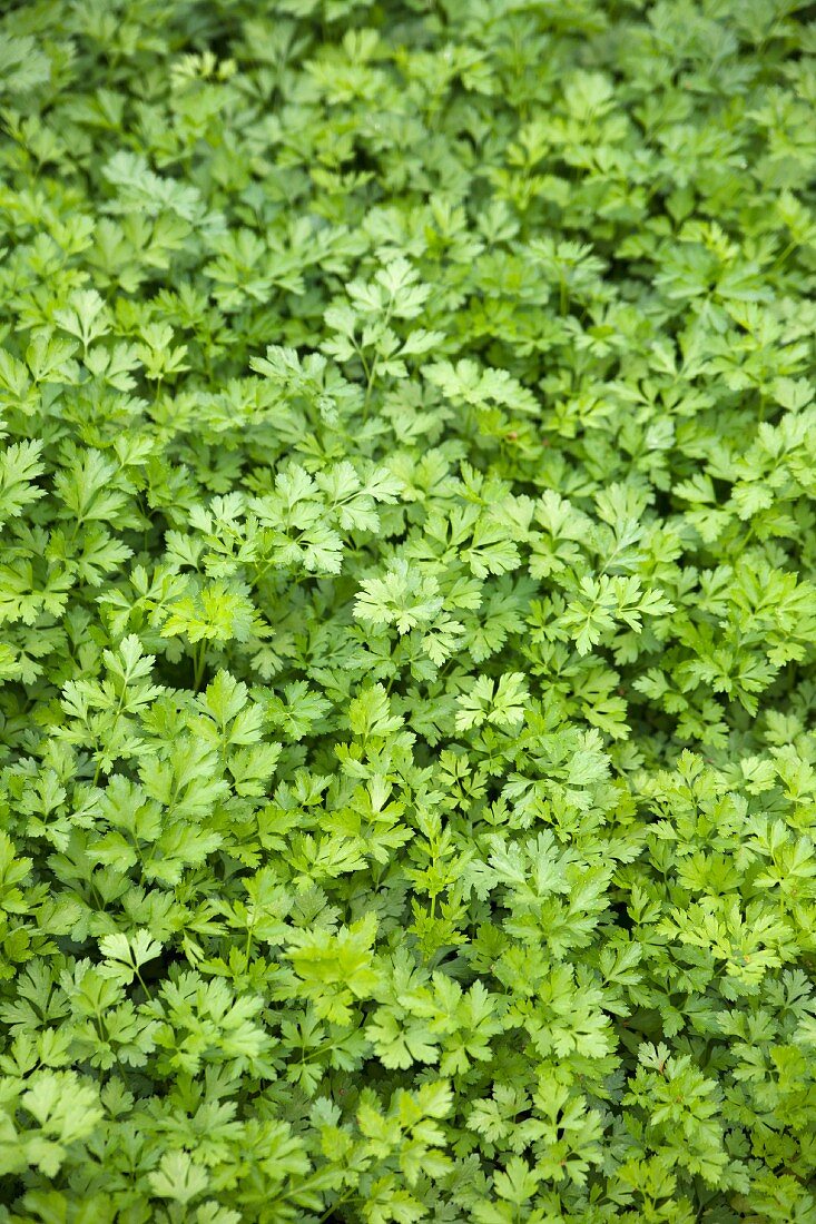 Parsley