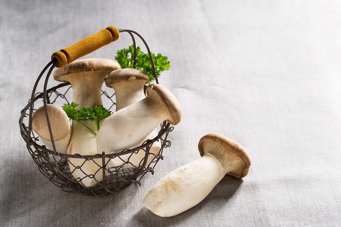 Kräuterseitlinge (Pleurotus eryngii) mit Petersilie in einem Drahtkorb