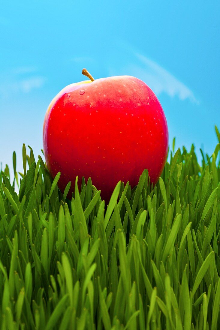 Apfel der Sorte Pink Lady auf Weizengras