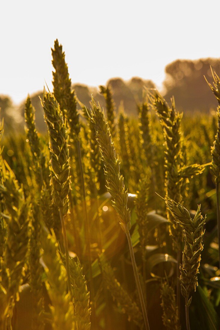 English wheat field
