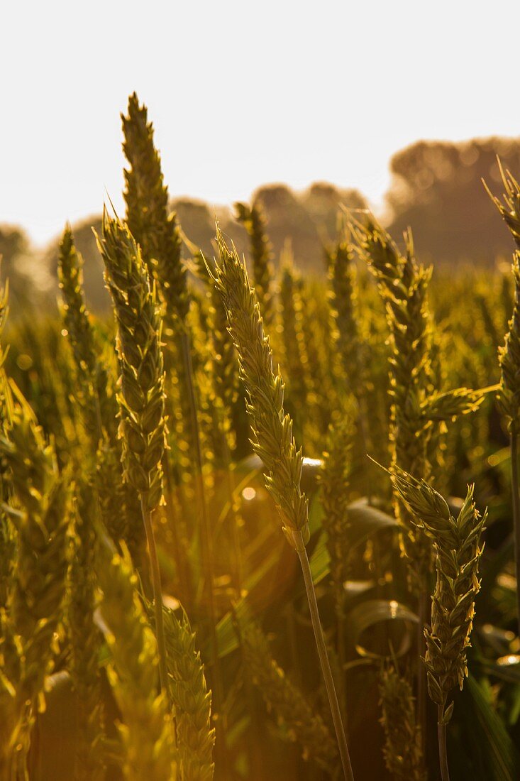 Weizen auf dem Feld