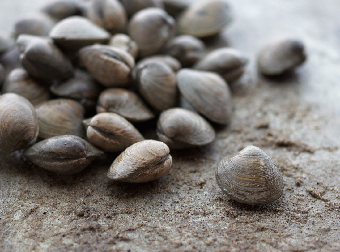 Frische Clams auf Stein