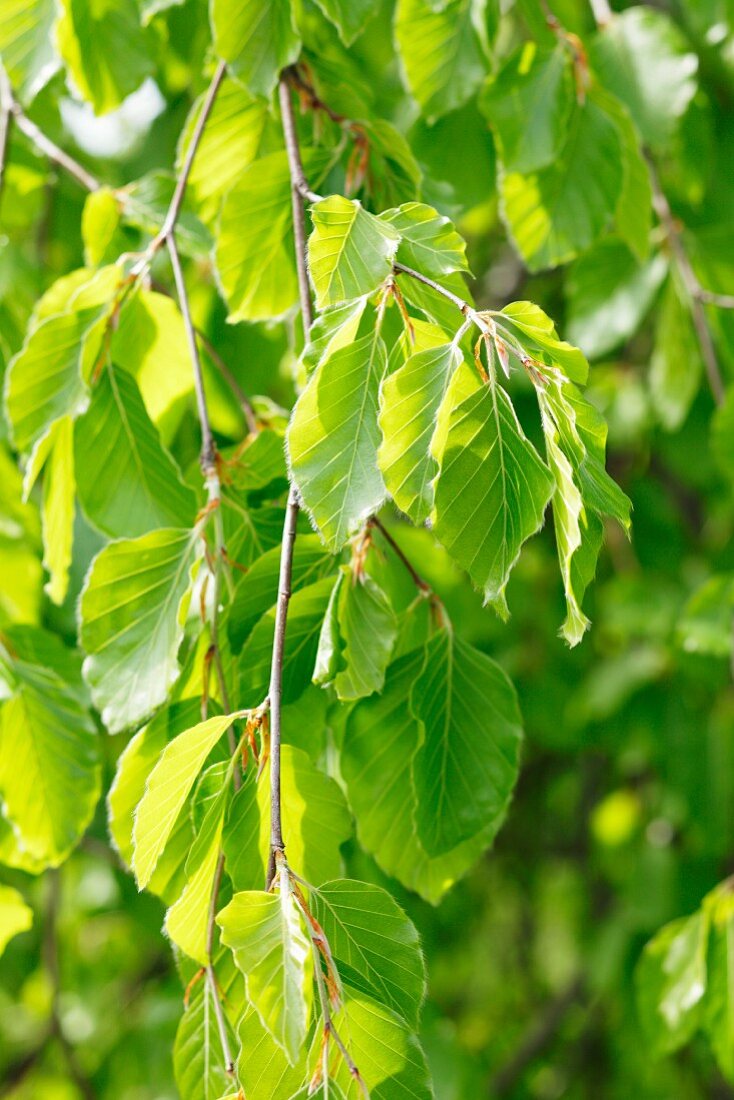 Common beech (Fagus sylvatica)