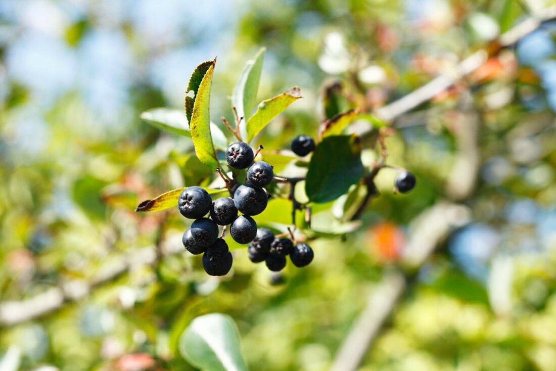 Black chokeberry (Aronia melanocarpa)