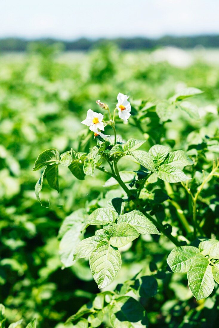 Potato plants in flower