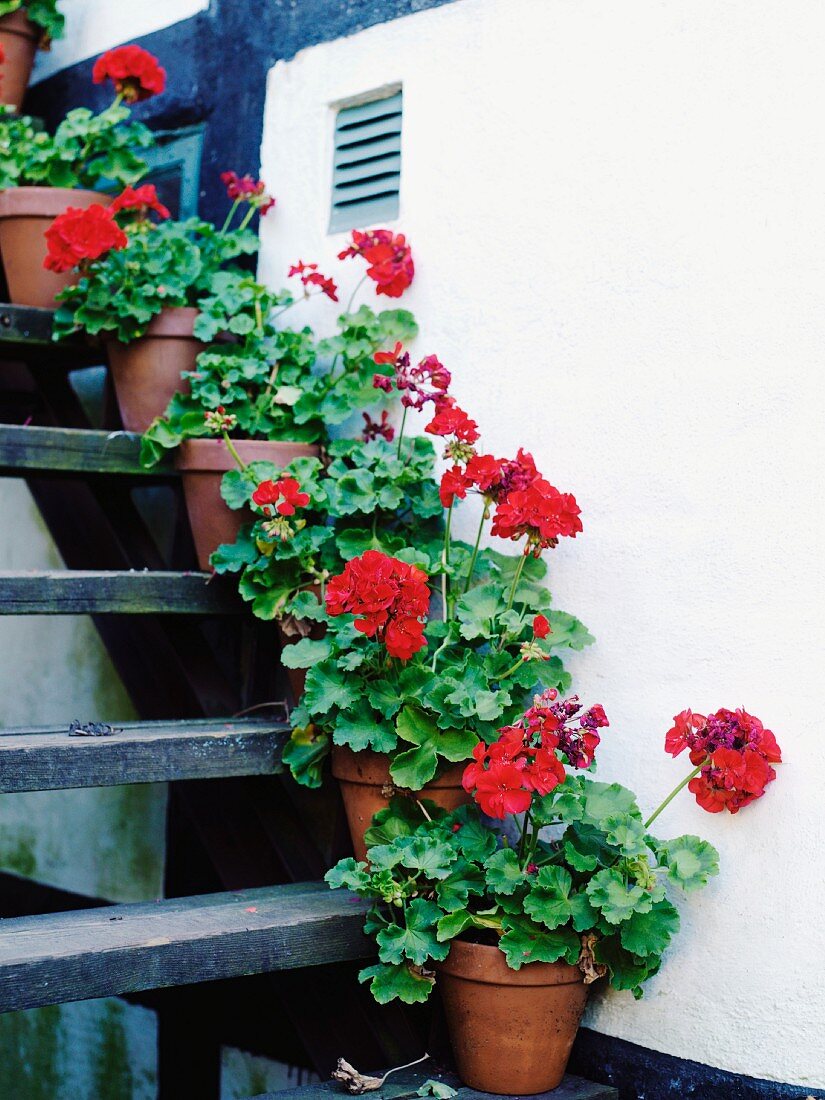 Rote Geranien in Tontöpfen als Deko auf Treppenstufen entlang der Hauswand