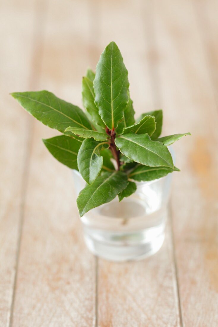 A sprig of fresh bay leaves in a glass of water