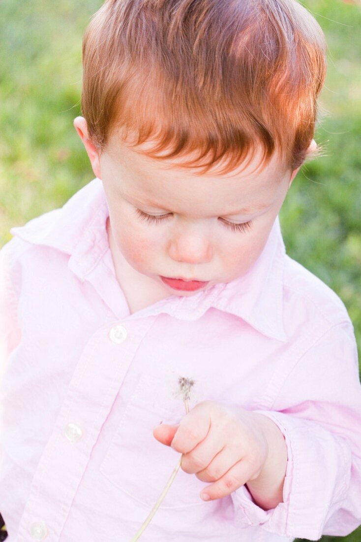 A Little Boy Holding a Dandelion