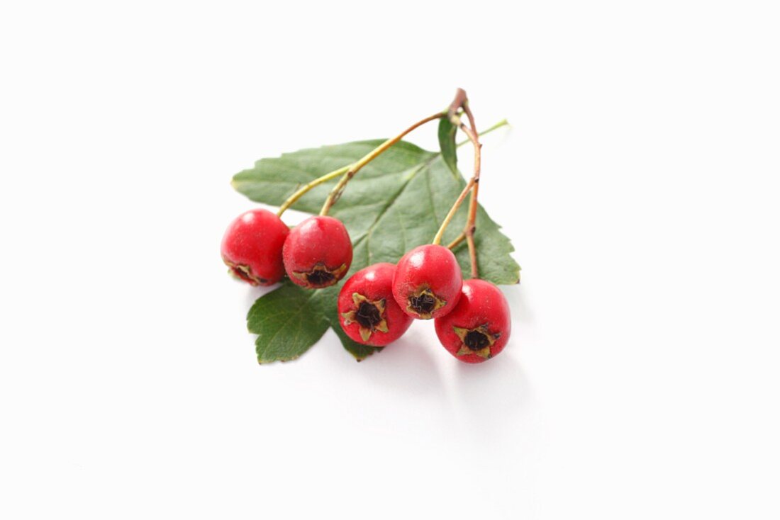 Hawthorn berries and leaf