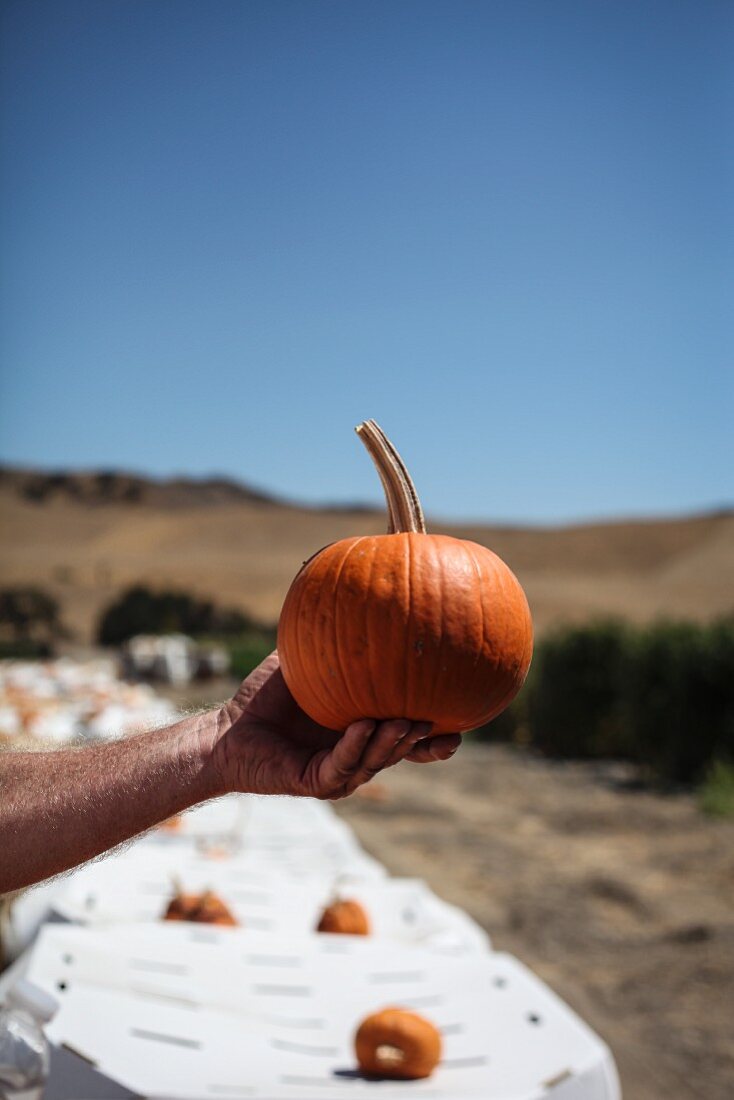 A Man's arm holding a Pumpkin