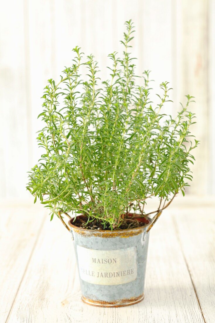 A savory plant in a flowerpot