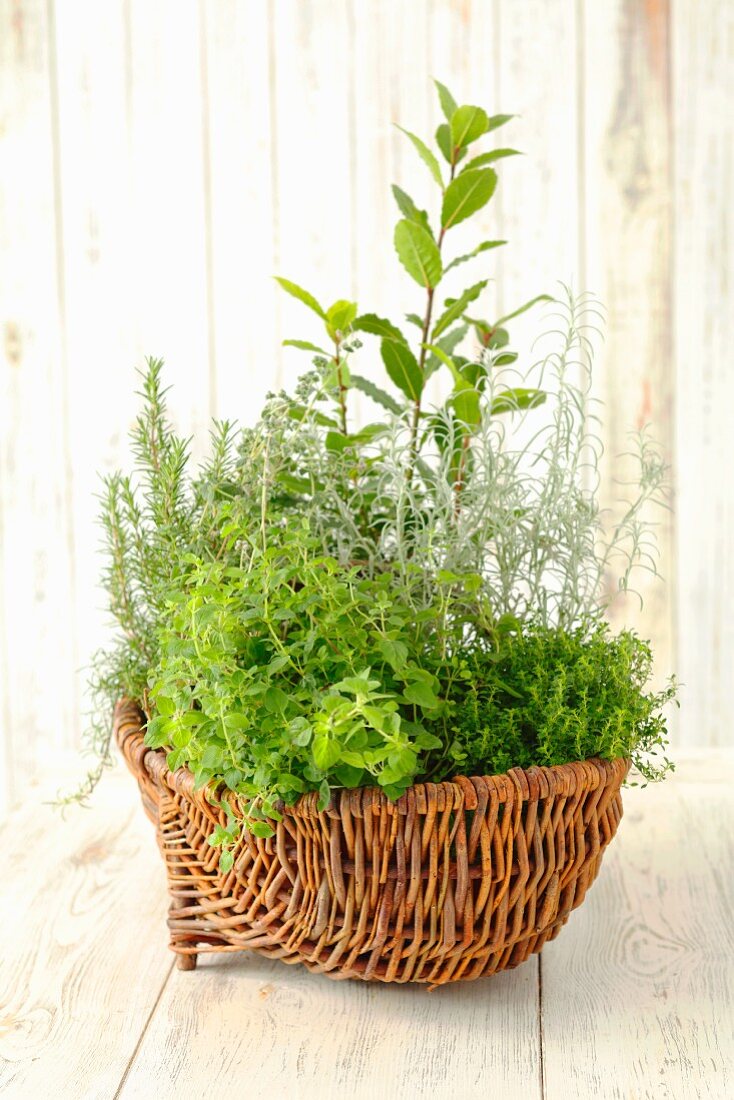 Assorted herb plants in a wicker basket