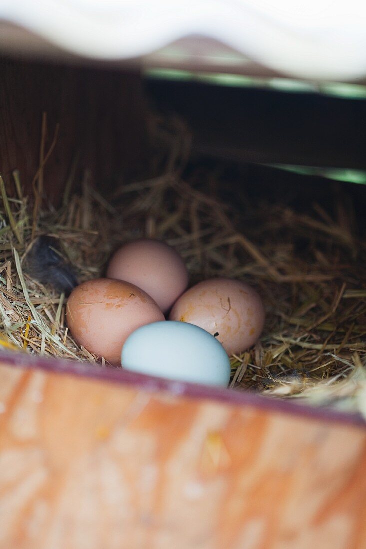Frisch gelegte Eier vom Bauernhof im Nest